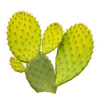 Prickly pear (nopal) Stammextrakt 10:1