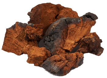 Chaga pilz