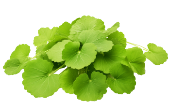 Gotu kola