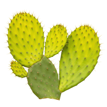 Kaktusfeigenstammextrakt (Nopal) 10:1
