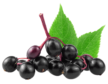 Holunderbeerenextrakt