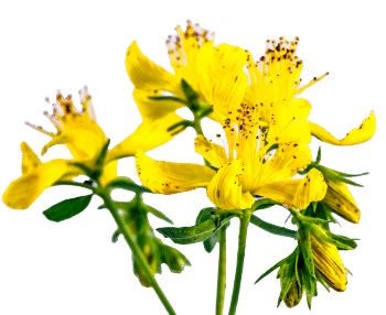 Johanniskrautextrakt